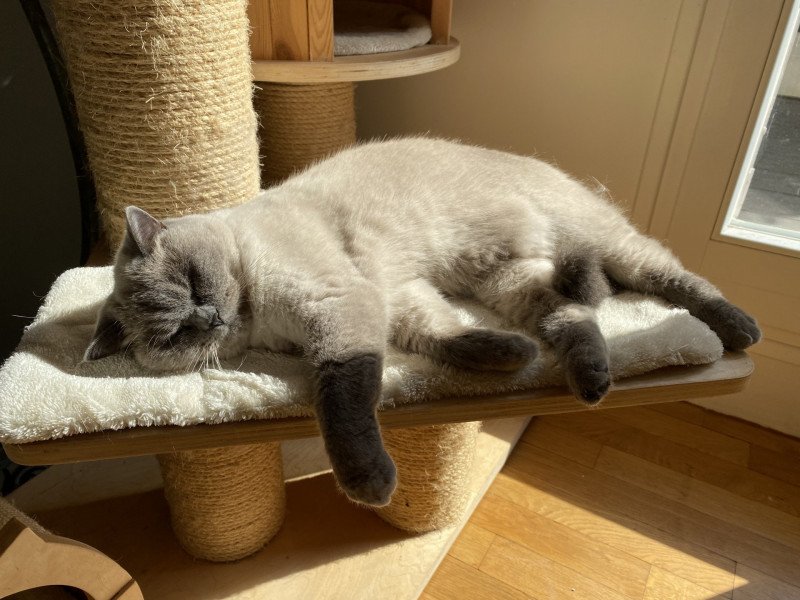 Ponyo Des Trois Collines Femelle British Shorthair