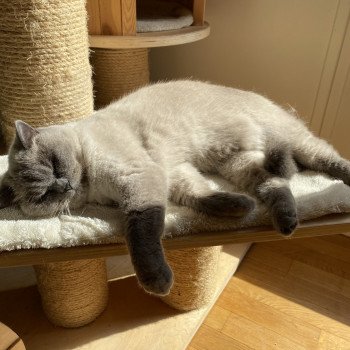 chat British Shorthair Des Trois Collines Chatterie de la Paces